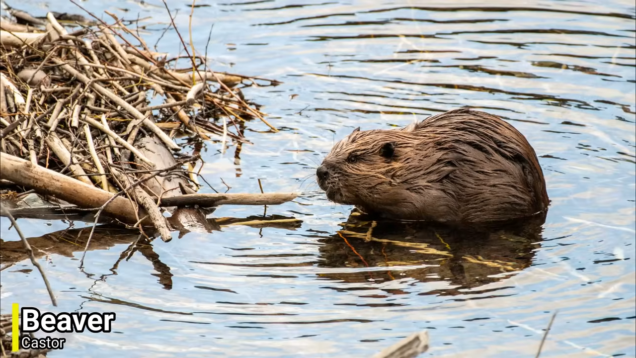Three animal architects whose engineering brilliance changes entire ...