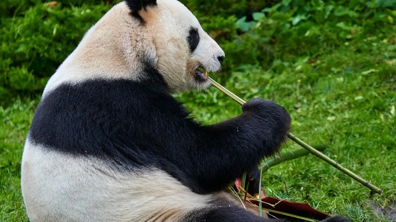 Pandas fly home to China after kidney failure diagnosis