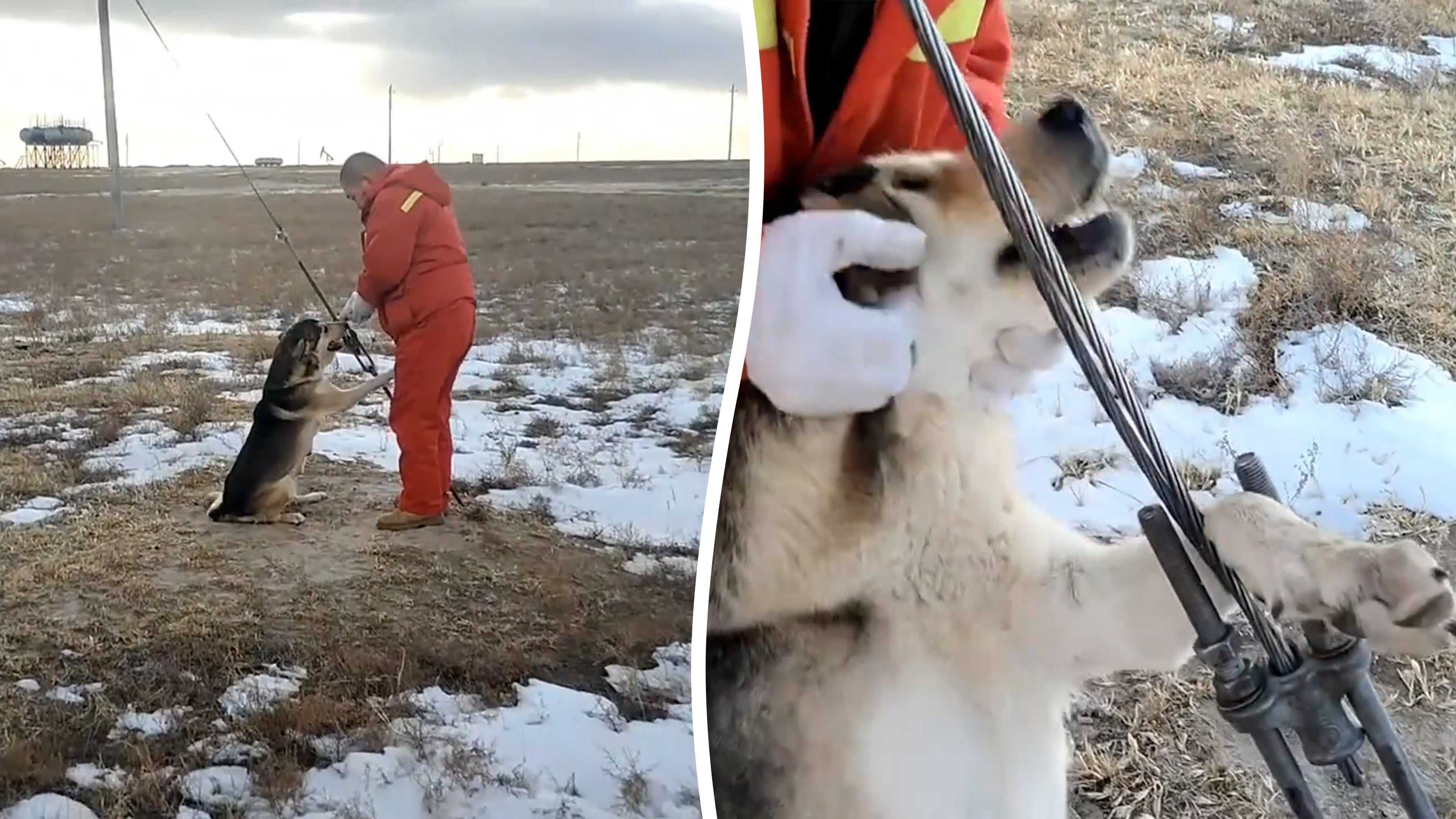 Stranded dog rescued after paw got trapped in cable