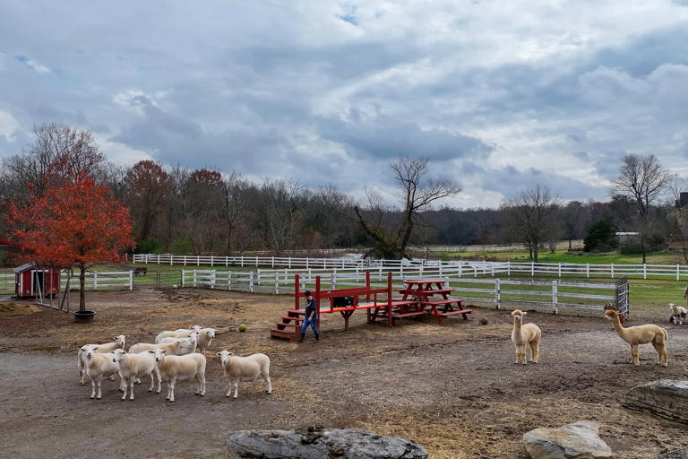 On Thursday, the Gentle Barn is hosting a “Gentle Thanksgiving,” a day dedicated to connecting and cuddling with turkeys. (NBC News)