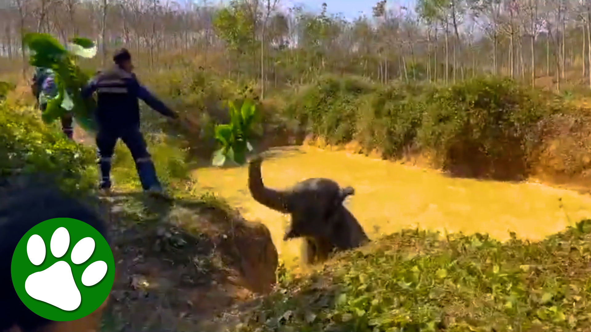Rescuers Get Creative To Save Elephant Stuck in Pond