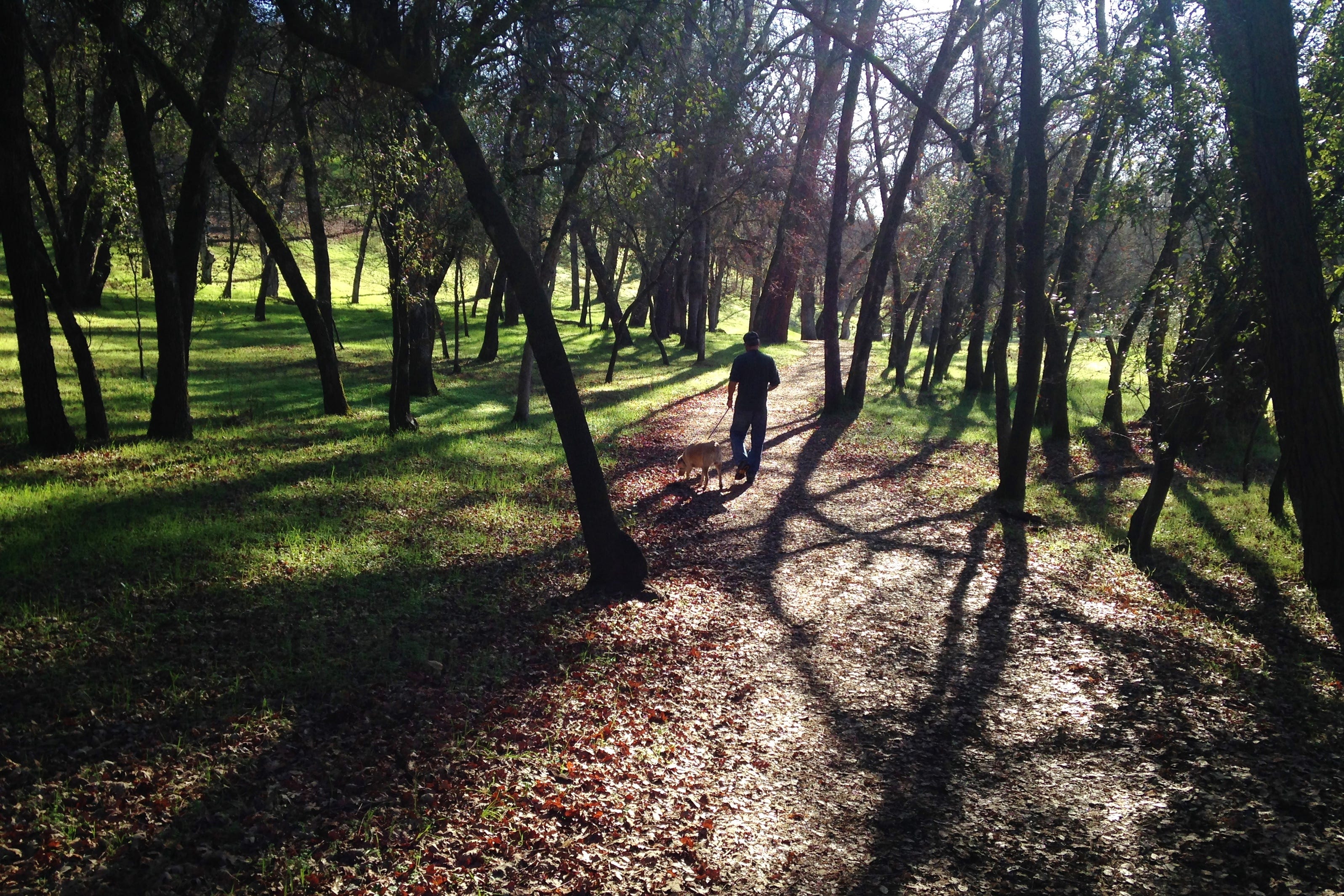 What Redding's pollen forecast means for allergies in March