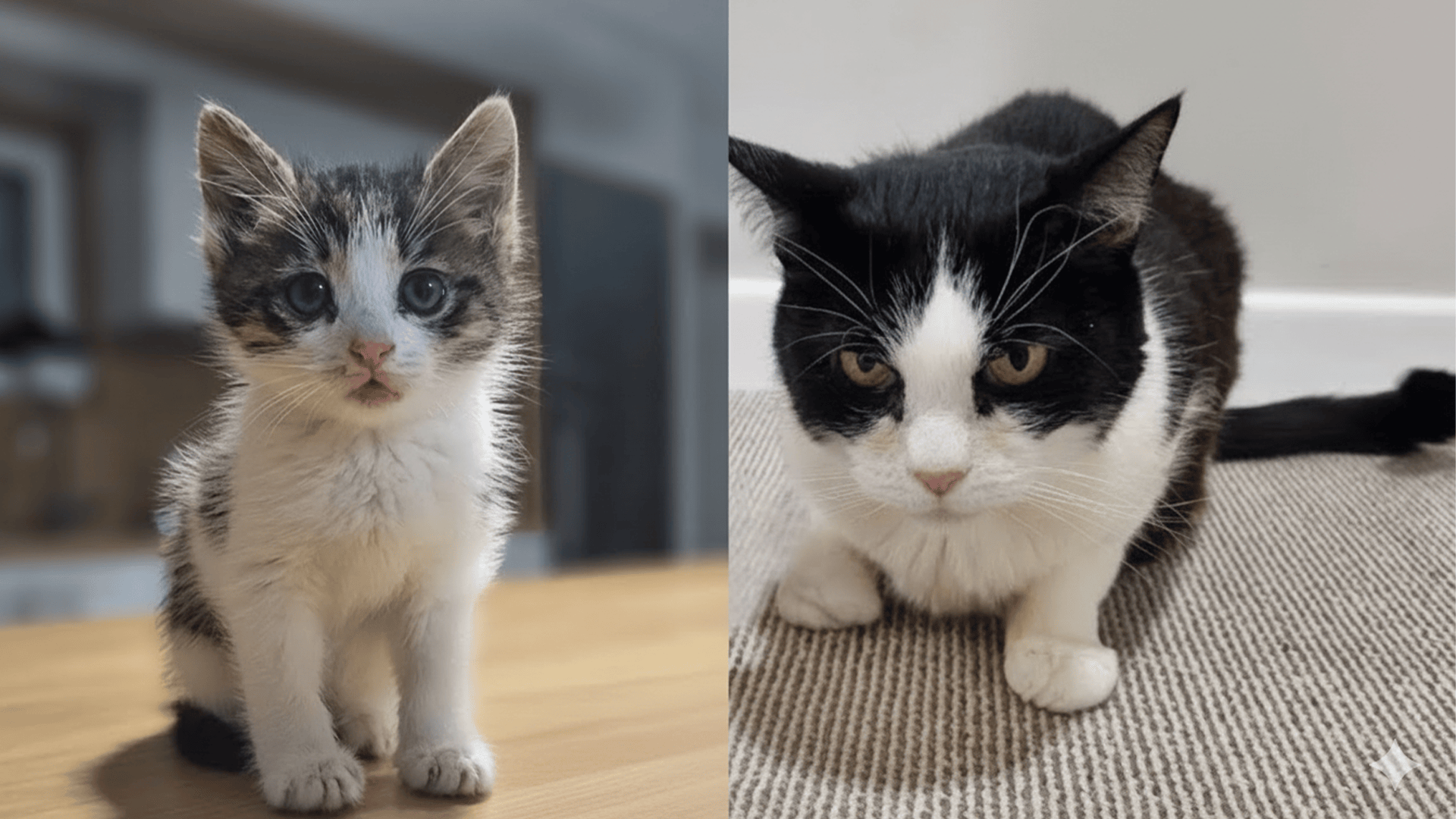 We Finally Named the Kitten