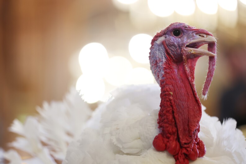 How the turkey trotted its way onto our Thanksgiving tables — and into ...