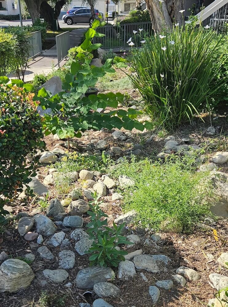 Resident shares photos after transforming neglected space into vibrant ...