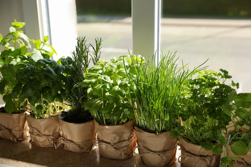 How to keep your herbs fresh for longer