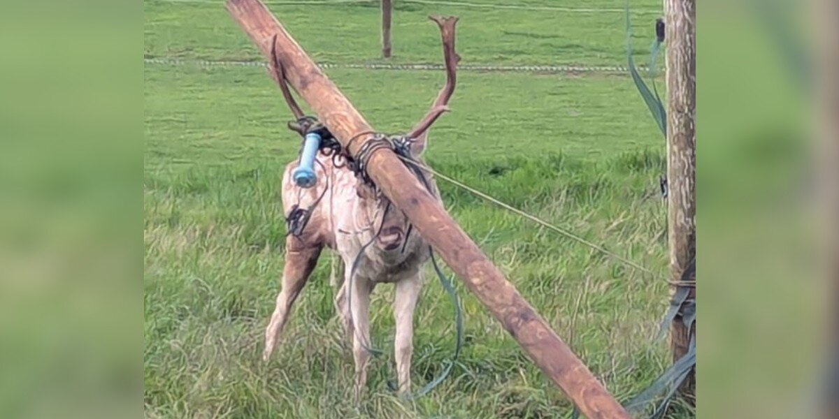 Deer Dresses Up Antlers With A 6-Foot Wooden Post — And Gets Hopelessly ...