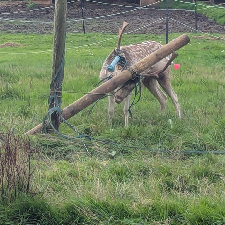 Deer Dresses Up Antlers With A 6-Foot Wooden Post — And Gets Hopelessly ...