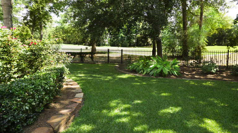 The Gorgeous Sun-Loving Tree That Grows Quickly & Adds Shade To Your ...