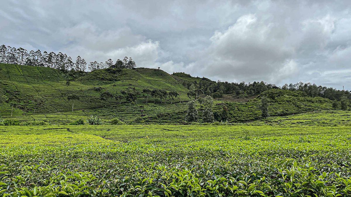 Walhi Jabar: Alih Fungsi Kebun Teh Ancam Lingkungan dan Sebabkan Banjir