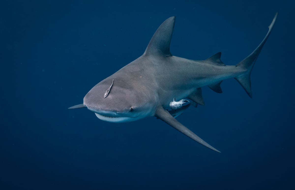 Woman killed and man critical after horror shark attack off Australia