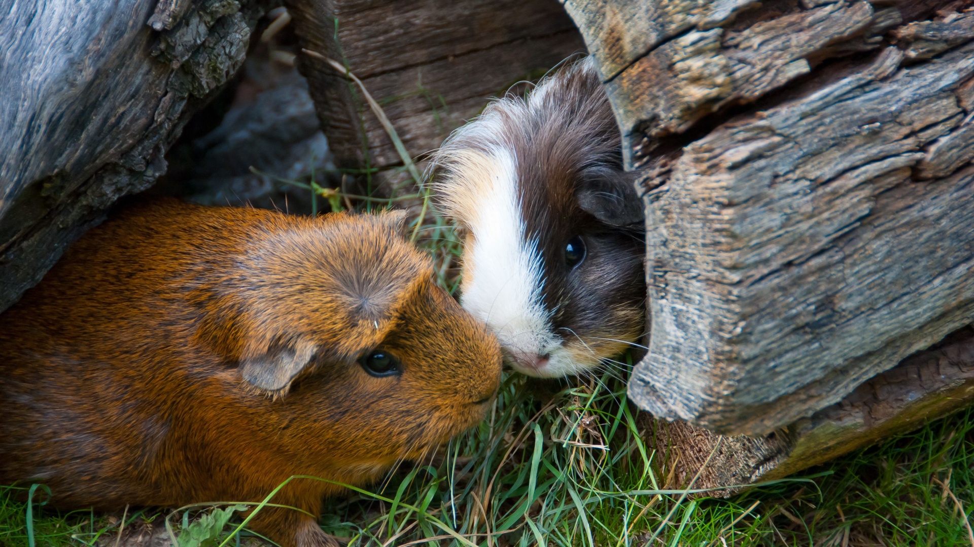 6 Adorable Facts About Guinea Pigs