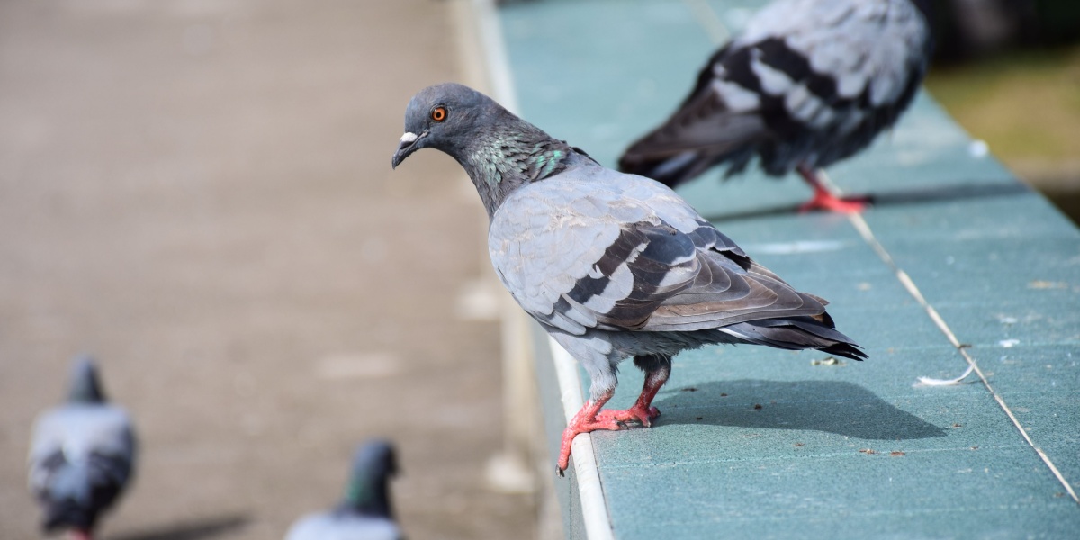 Russia’s brain-hacked ‘biodrone’ pigeons are just the start of its ...