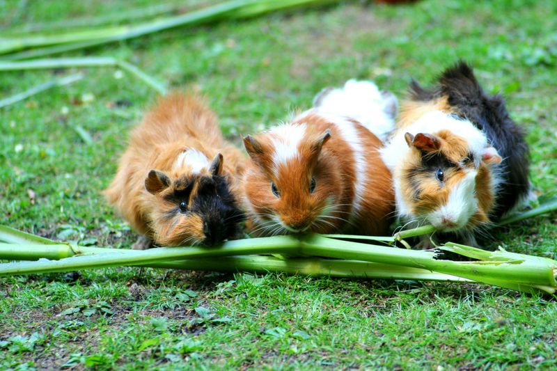 Image showcasing 6 Adorable Facts About Guinea Pigs