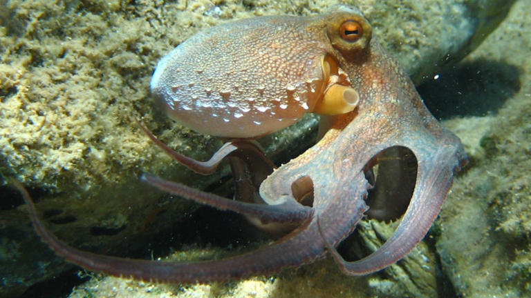 It May Make You Rethink Biology, But Octopuses Have Three Hearts And