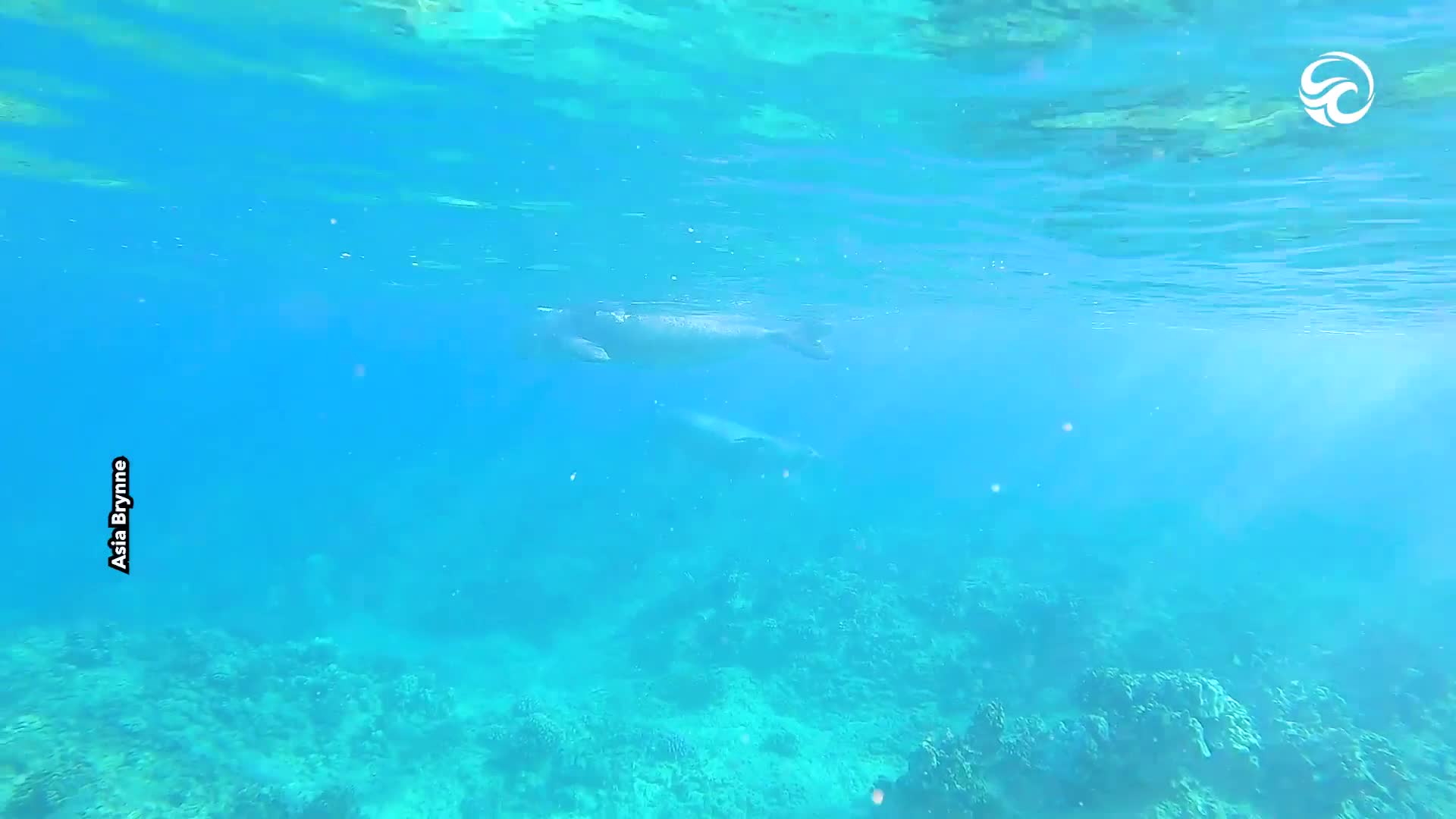 Take a dive with these playful endangered monk seals