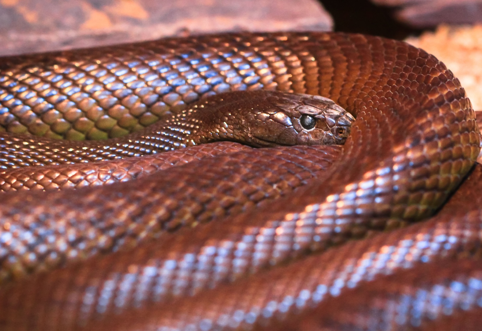 9 Creatures That Use Venom To Take Down Prey (Or Humans)