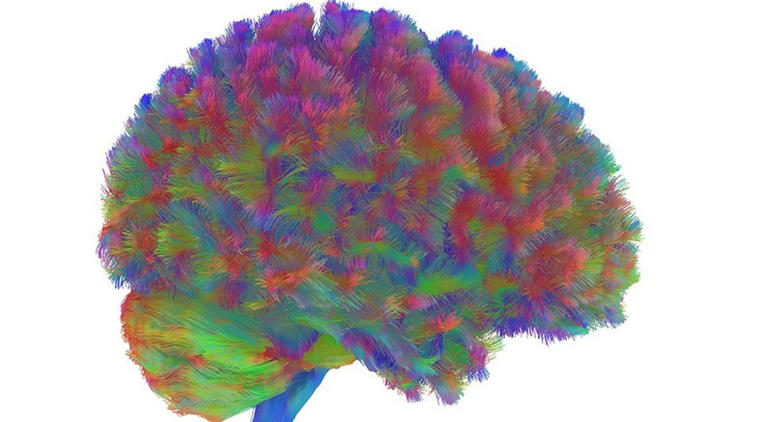 Neurocientistas da Universidade de Cambridge compararam os cérebros de 3.802 pessoas com idades entre os zero e 90 anos-