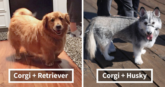 40 Times Corgis Mixed With Other Breeds, And The Result Was Absolutely ...