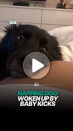 Sleeping dog gets woken up by baby kicks