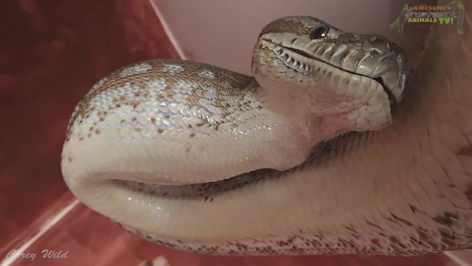 Photo inspiration: Fresh Look at Feeding Hungry Snakes Rodents While Observing King Brown And Mulga