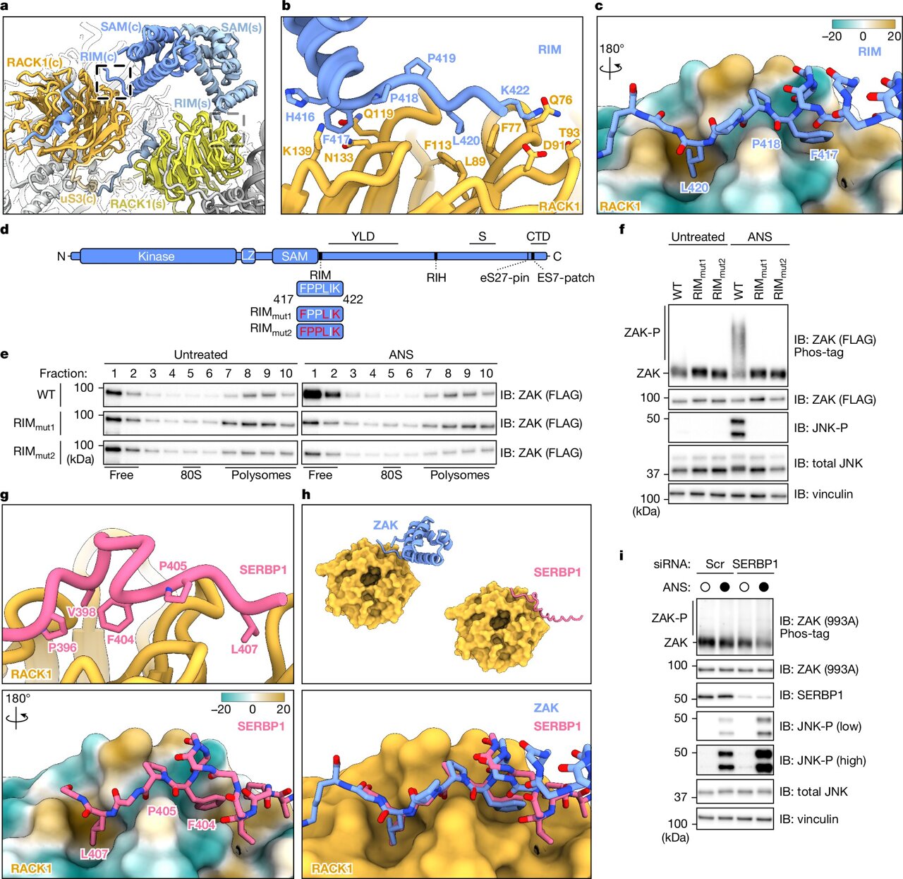 When ribosomes collide, cells launch emergency stress defenses