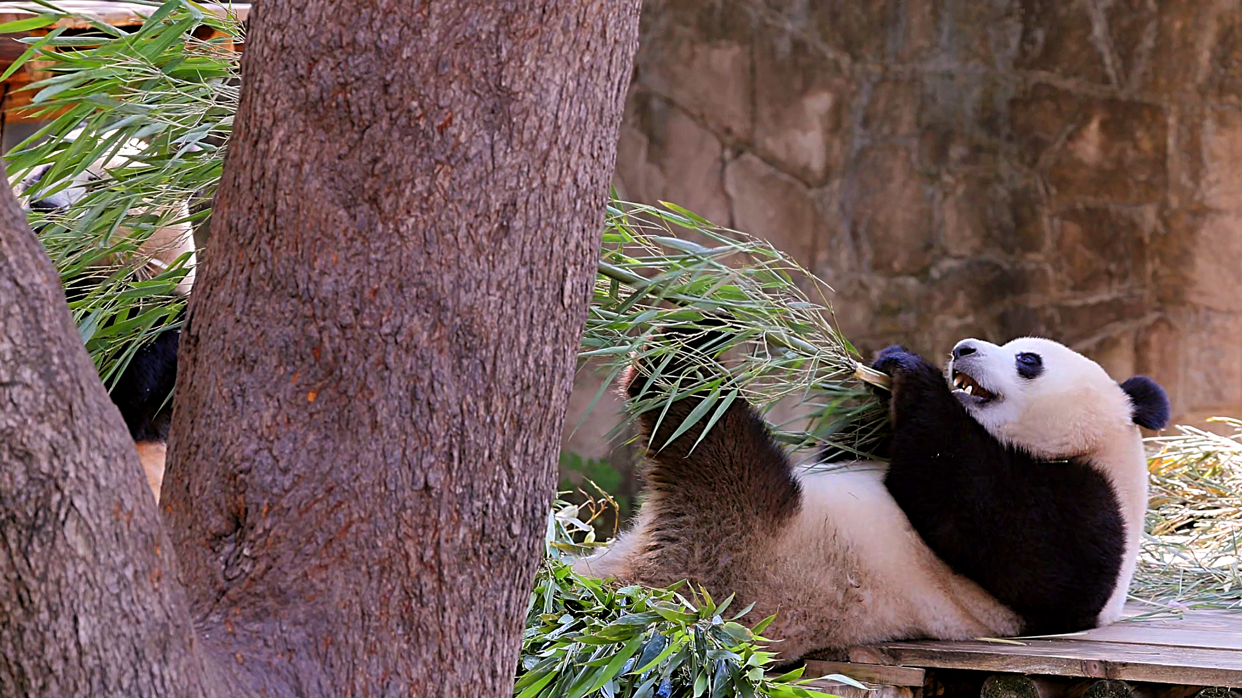 A Rare Panda Moment That No One Expected to Capture