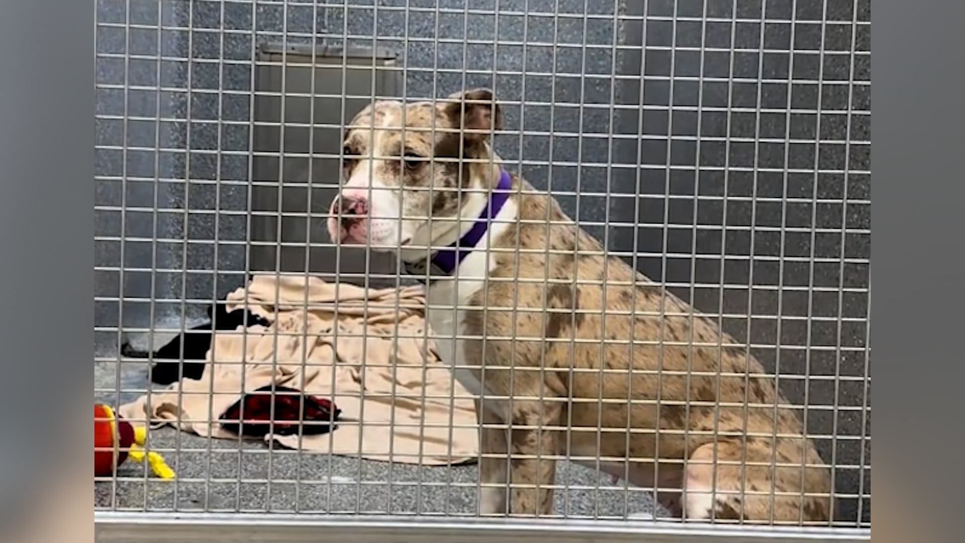 Sweet’ Shelter Pit Bull Loves Everyone—But No One’s Applied To Adopt Her