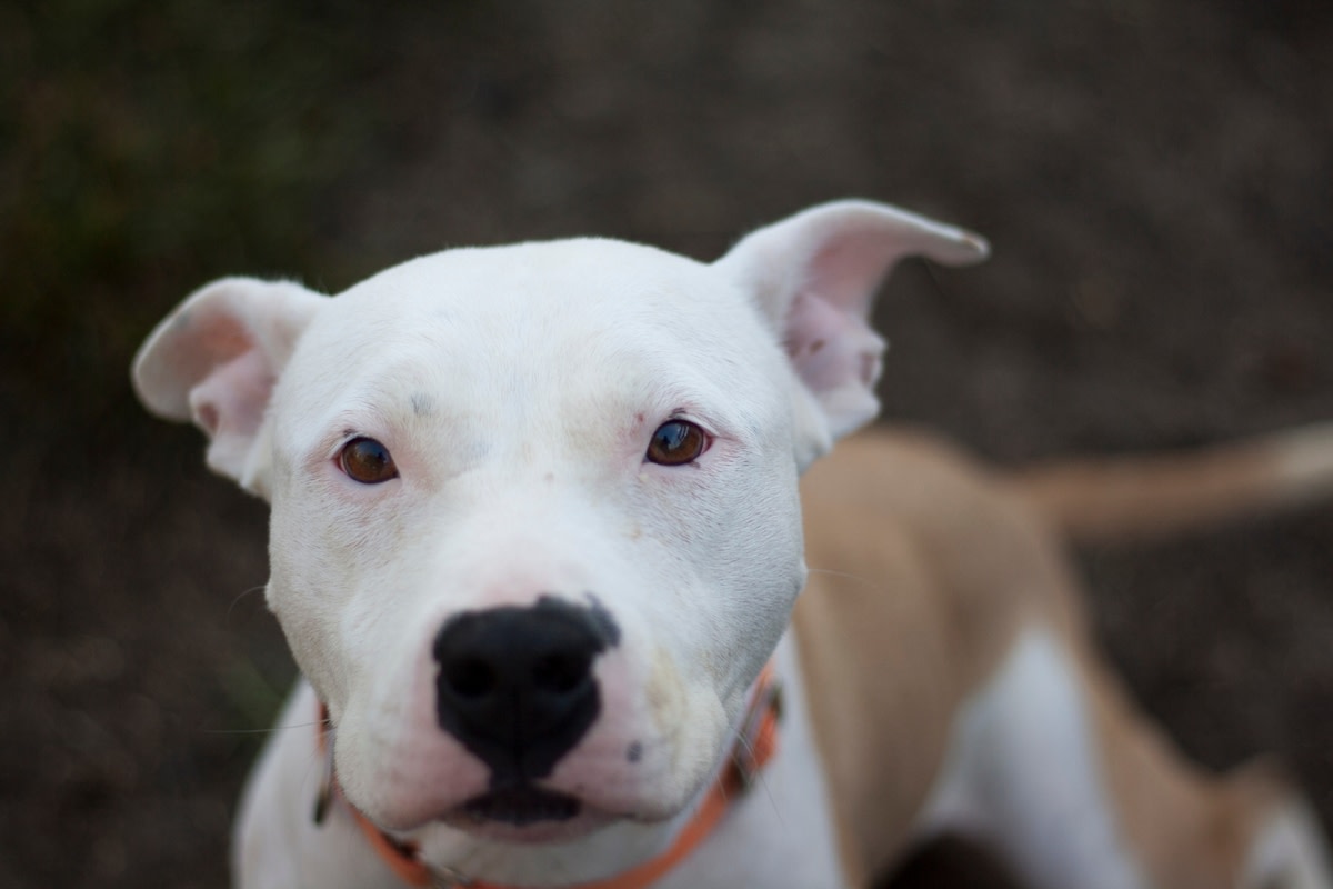 Pit bull mix abandoned in New York woods now living his best life after rescue<br><br>