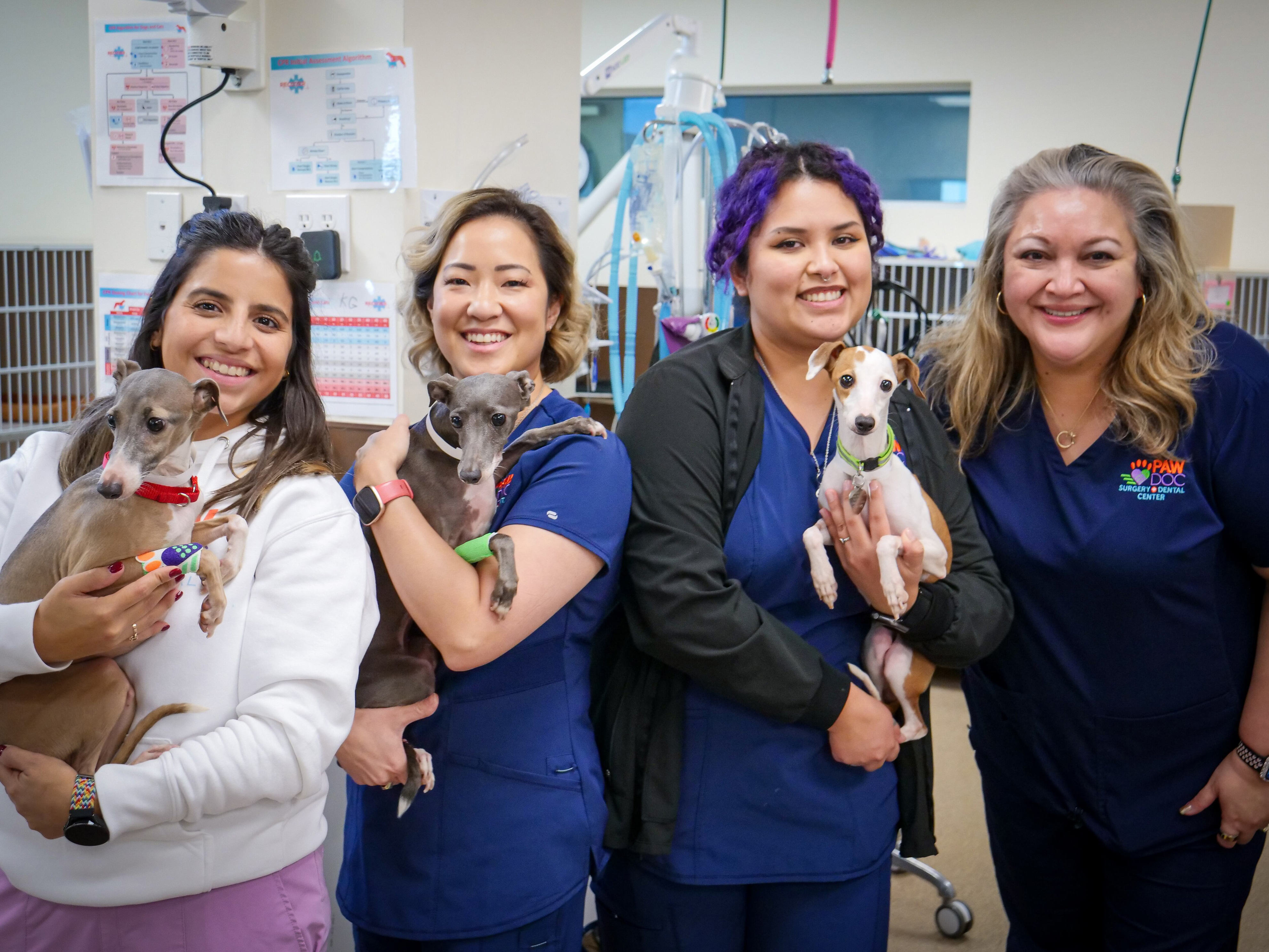 22 Italian greyhounds ready for adoption after rescue from Smith County ...