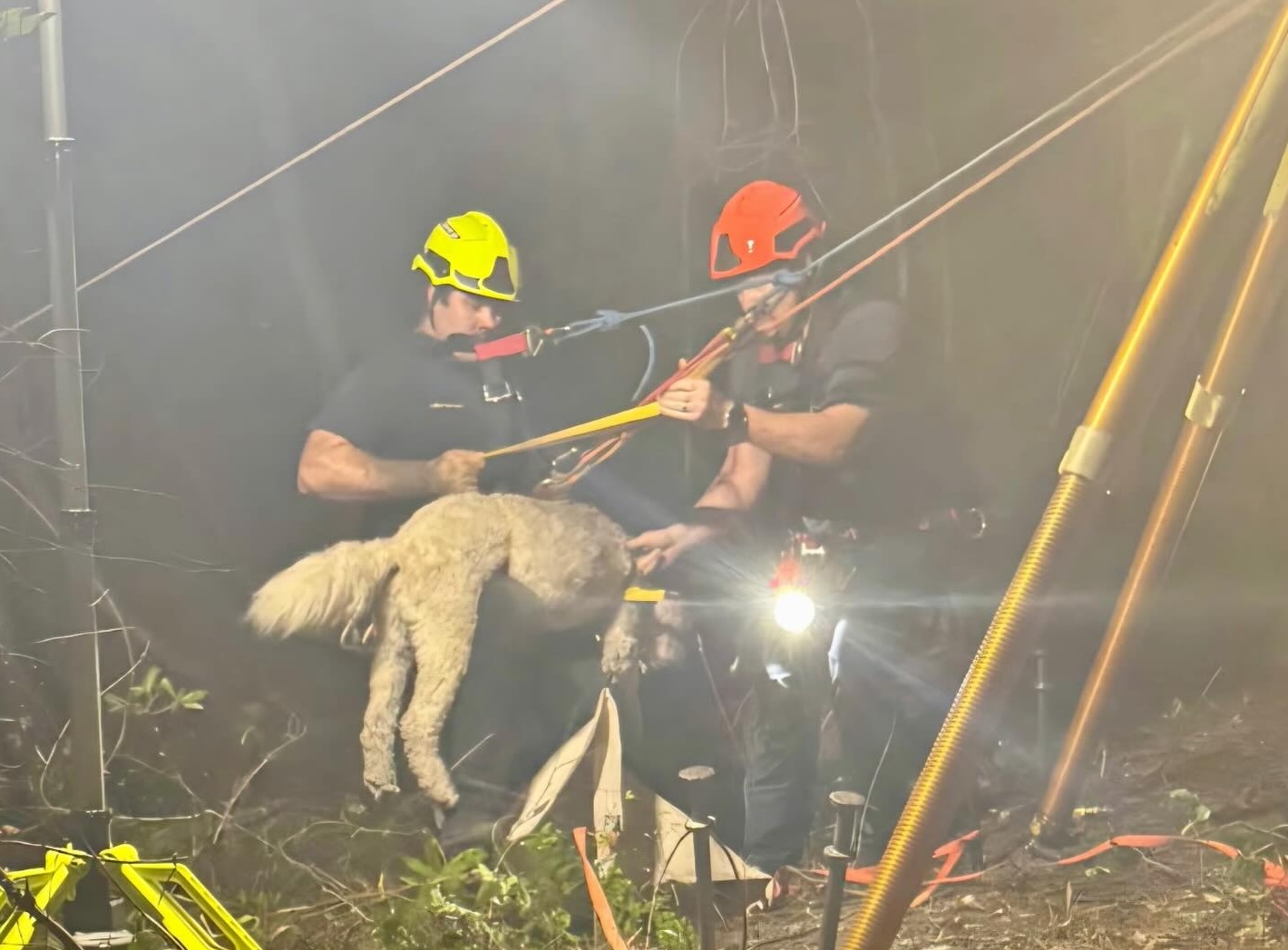 Firefighters rescue dog that fell 40 feet into a sinkhole