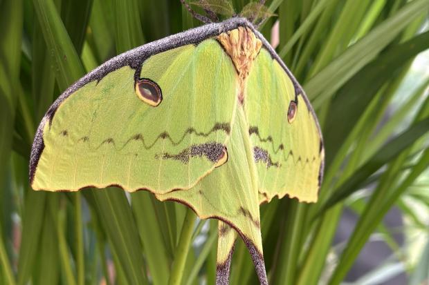 Moth with ribbon-like wings captivates visitors