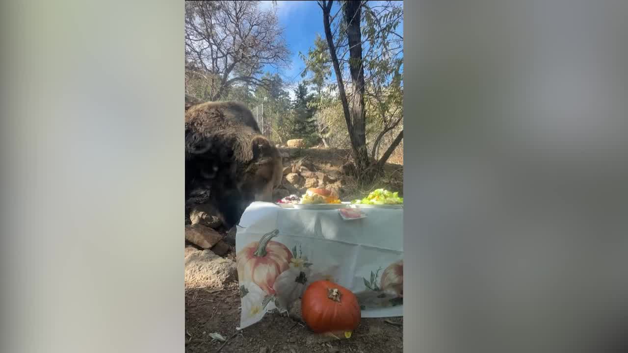 Cheyenne Mountain Zoo's grizzly bears enjoy Thanksgiving feast