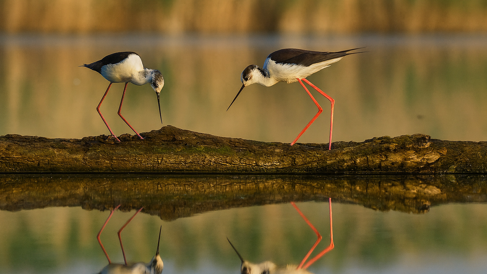 A Reflection of Nature's Balance
