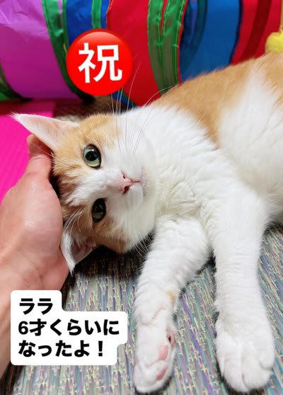 保護猫ちゃんから家猫へ】お誕生日を迎えた猫ちゃん、幸せそうすぎると