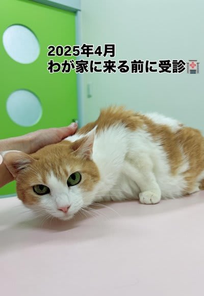 保護猫ちゃん　お幸せに 保護猫ちゃん お幸せに ご報告があります - YouTube
