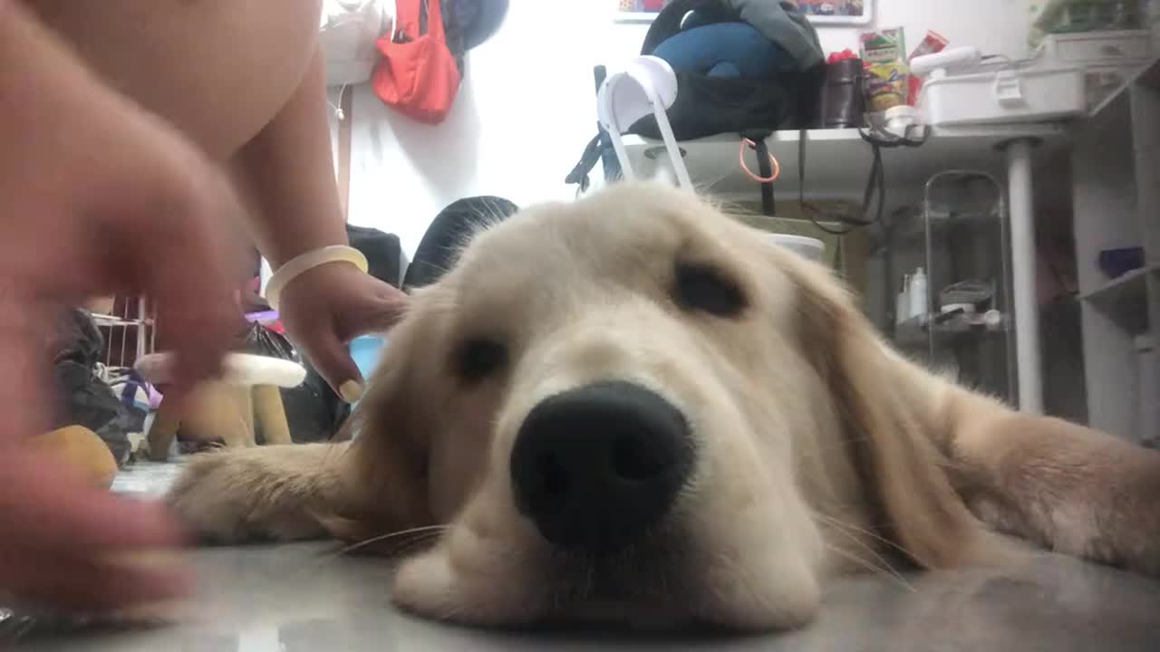 Retriever hilariously flops while being played with in Guangxi, China