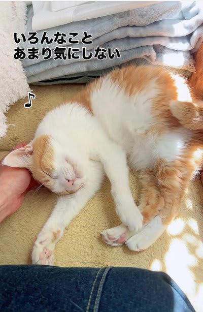 保護猫ちゃんから家猫へ】お誕生日を迎えた猫ちゃん、幸せそうすぎると