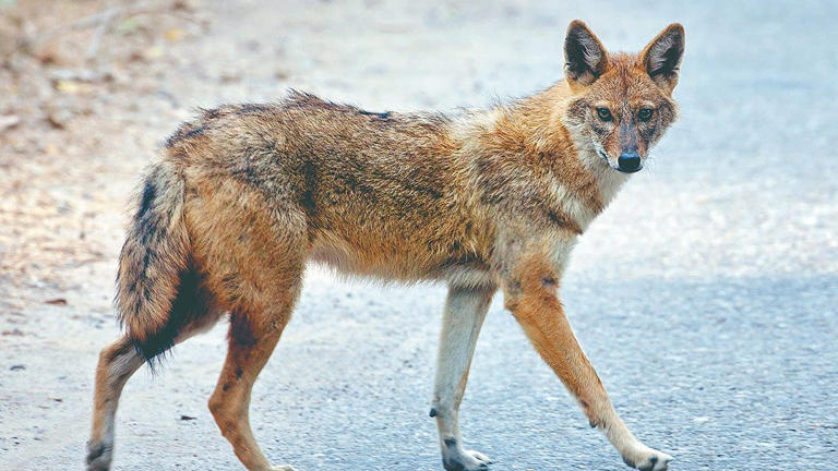 Fox death : कदमवाडीत पकडलेल्या कोल्ह्याचा मृत्यू