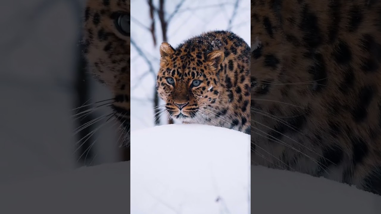 Amur leopard displays unmatched beauty and graceful power