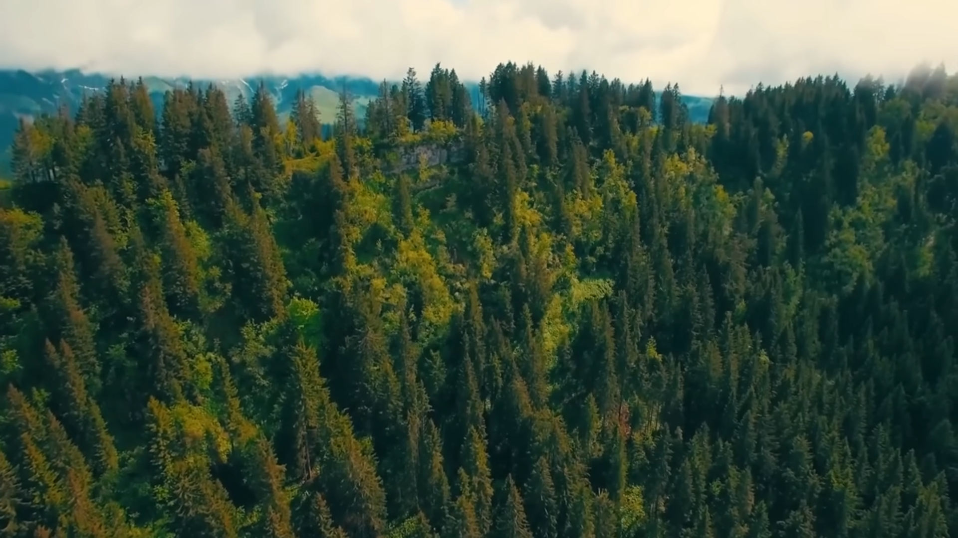 How Evolution Built the Ultimate Tree Builds