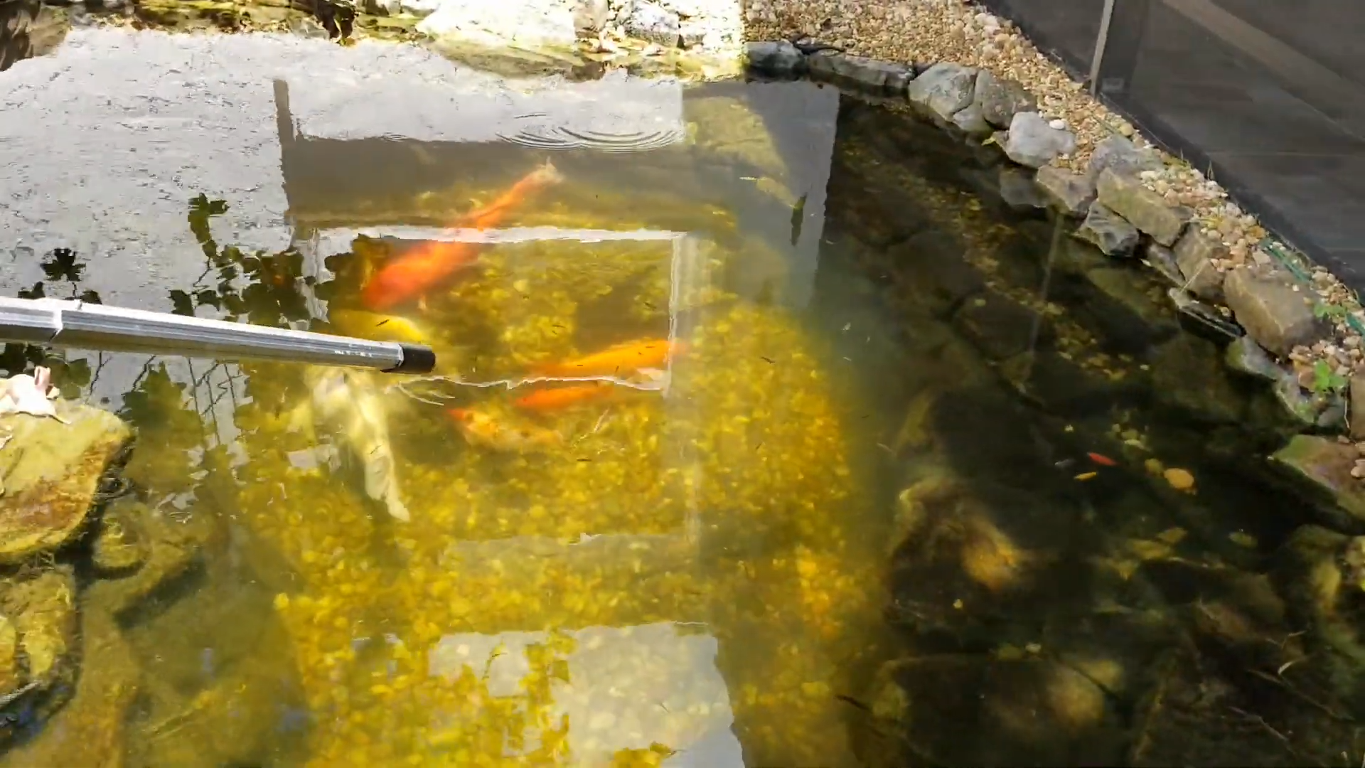 Finding rainbowfish hiding where I least expected