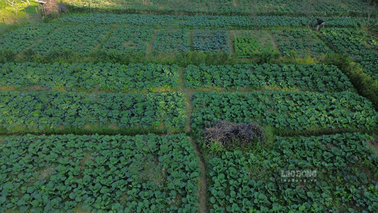 Nông dân Lào Cai tất bật chăm ruộng rau phục vụ thị trường Tết