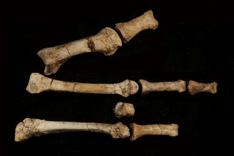 Ancient human foot bones shed light on how two species coexisted