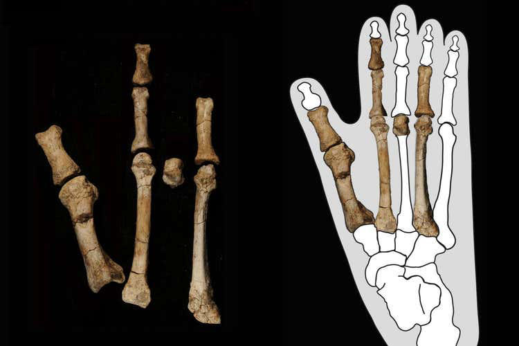 Ancient human foot bones shed light on how two species coexisted