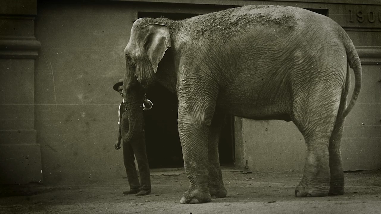 How a Dead Elephant Trainer Became the Fort Worth Zoo’s Most Active Spirit