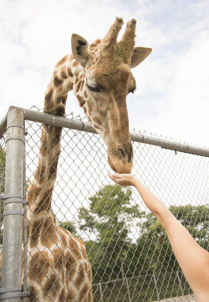 Search ongoing for young giraffes seized from Natural Bridge Zoo