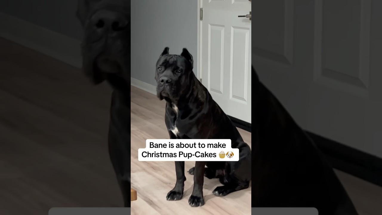 Grumpy Corso dog turns into a Grinch at home