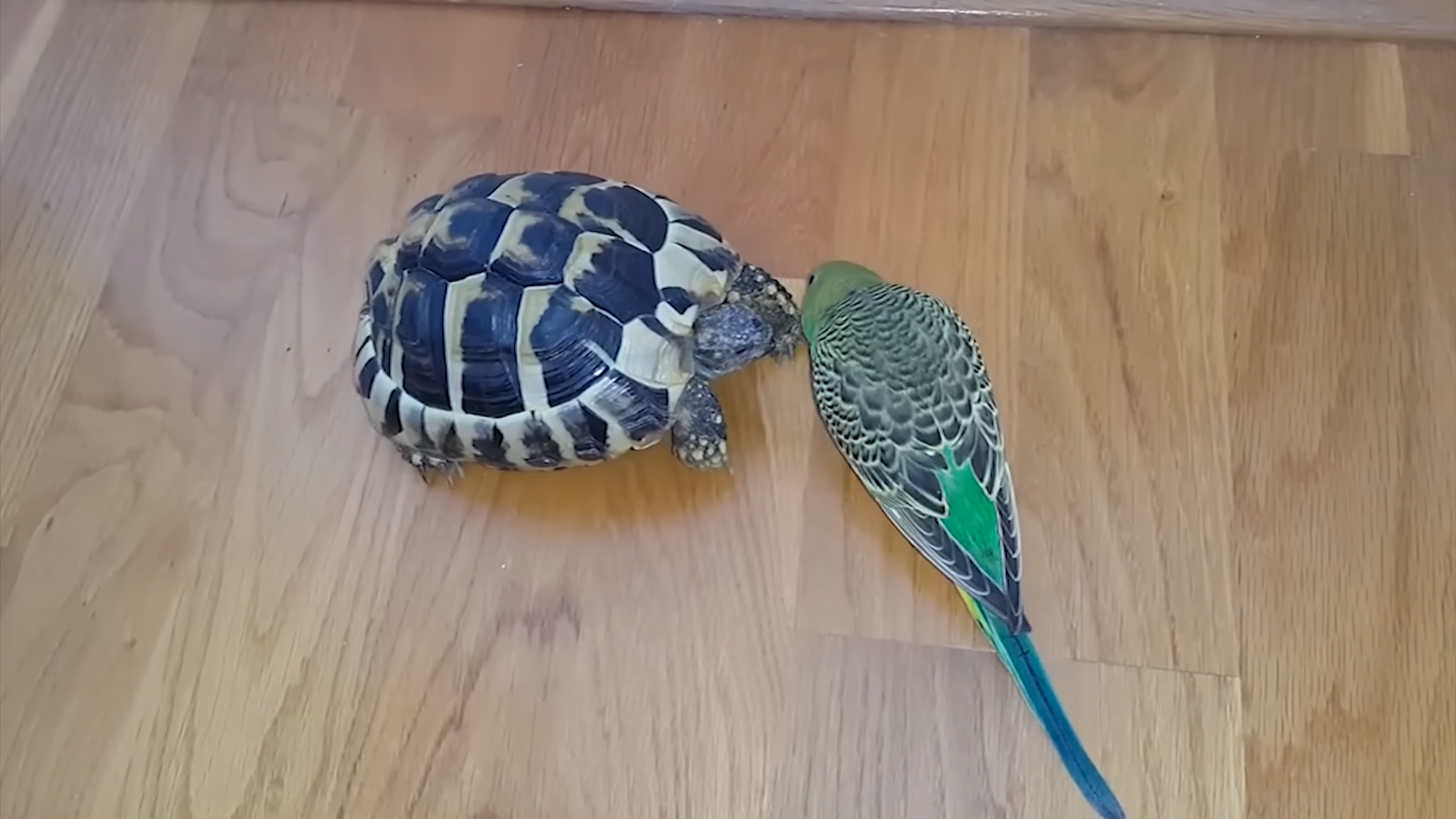 Evolution’s Tank Class: The Real Science Behind the Turtle Tier List