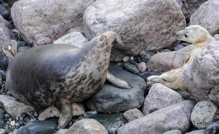 Seal Rescued And Released 5 Years Ago Shows Up With The Sweetest Surprise
